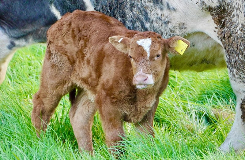 livestock heating